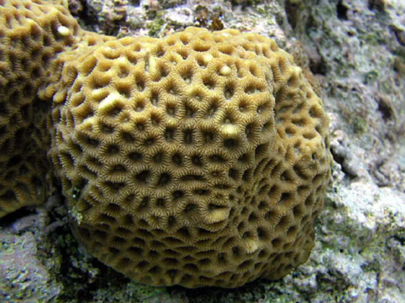 BRAIN CORAL