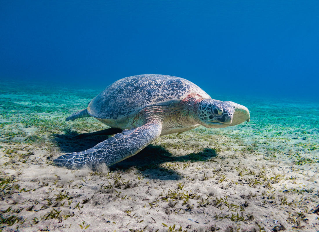 Red Sea Turtles