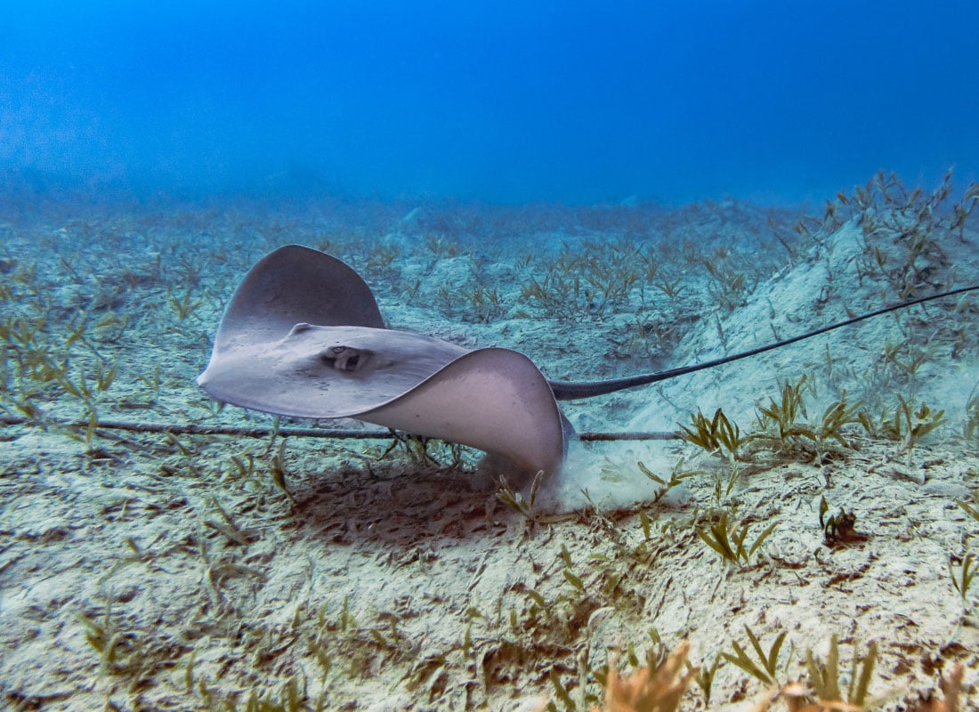 Red Sea Rays