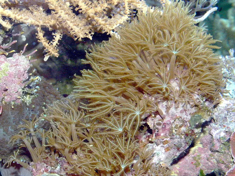 GREEN STAR POLYP CORAL