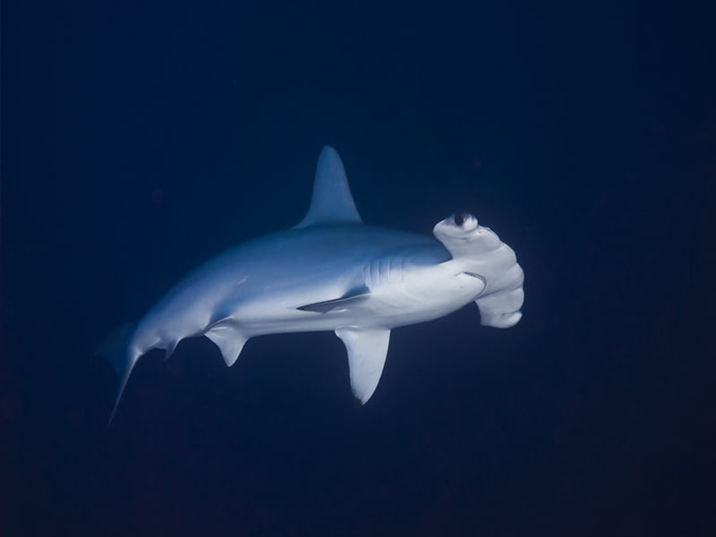 Hammerhead Shark - Daedalus Reef