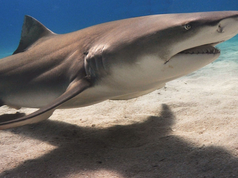 Lemon Shark