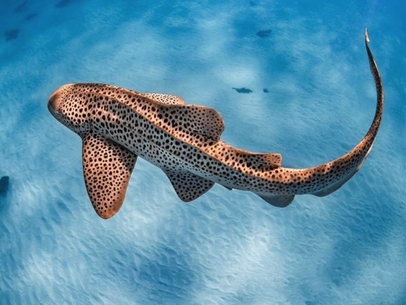 Leopard Shark