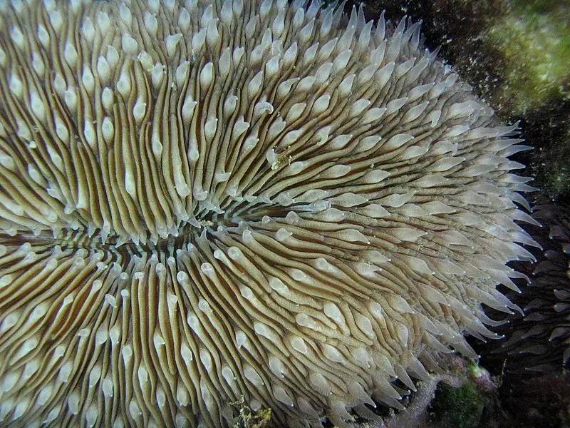 MUSHROOM CORAL