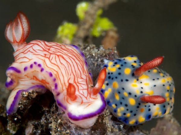 Red Sea Nudibranchs