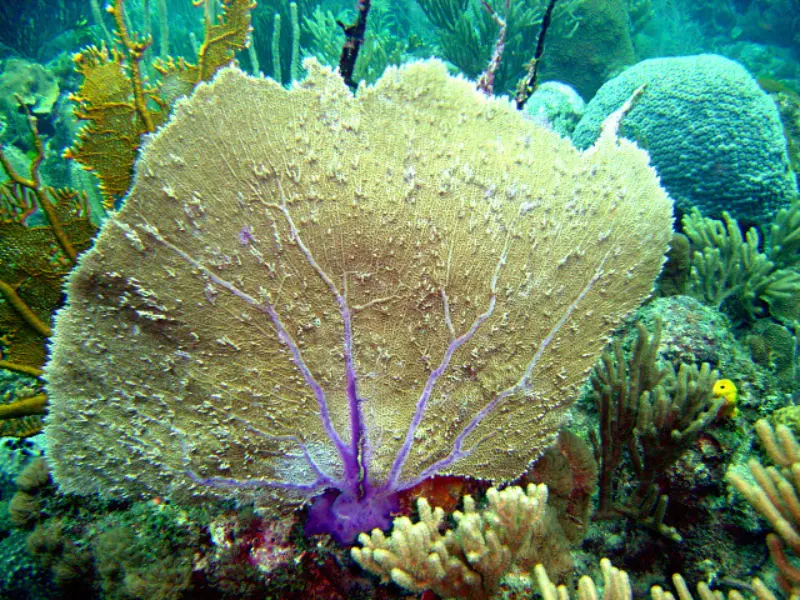 SEA FAN CORAL