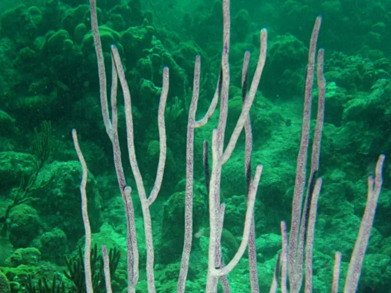 SEA WHIP CORAL
