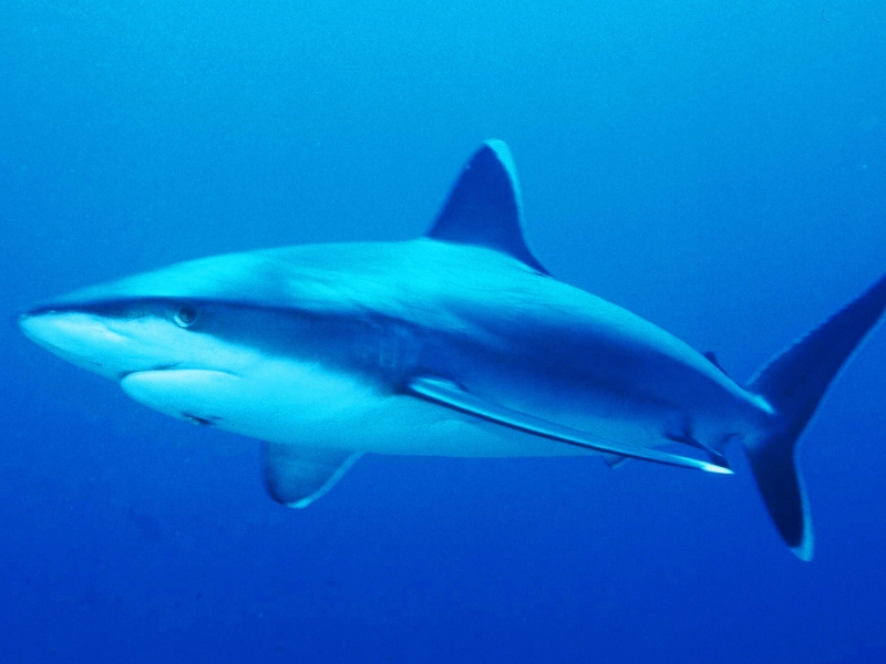 Silvertip Shark