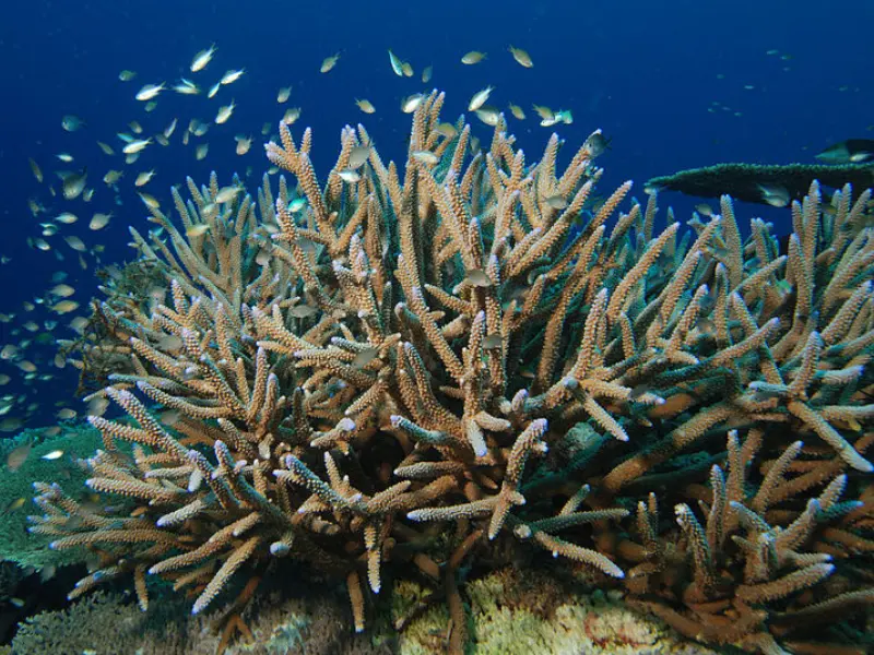 STAGHORN CORAL