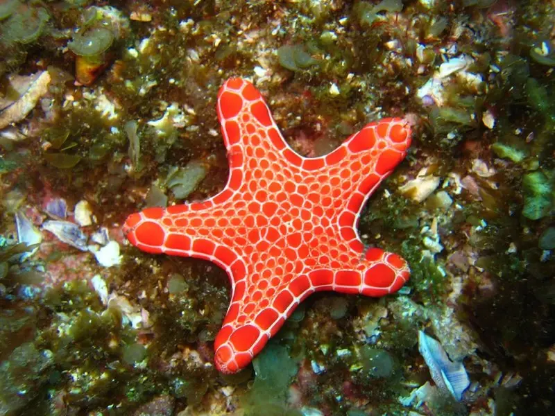 STAR CORAL
