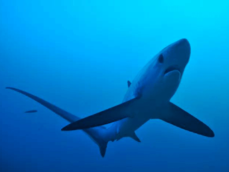 Thresher Shark Red Sea