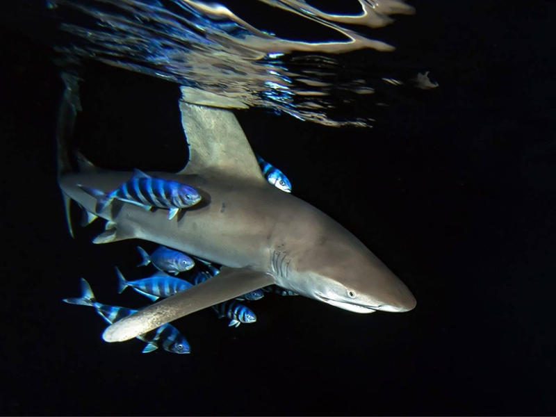 Red Sea Sharks