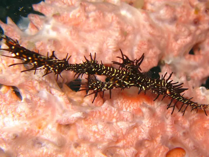 ARABIAN GHOST PIPEFISH