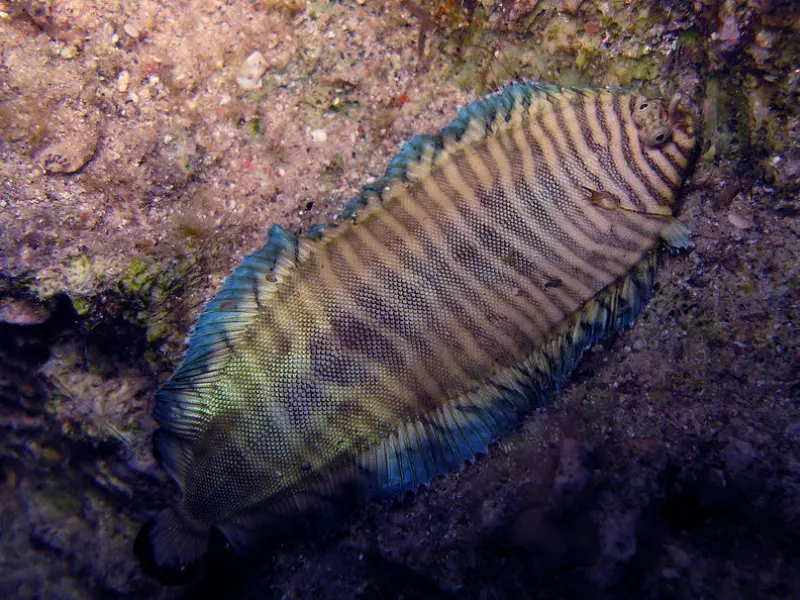 BANDED SOLE