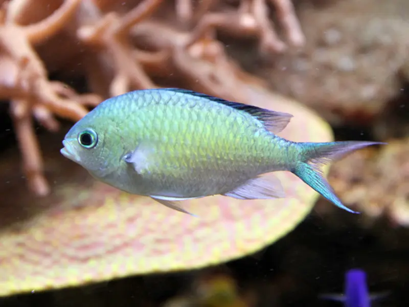 BLUE-GREEN CHROMIS