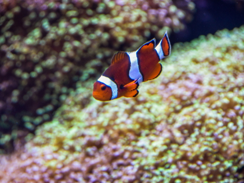 Cinnamoo Clownfish