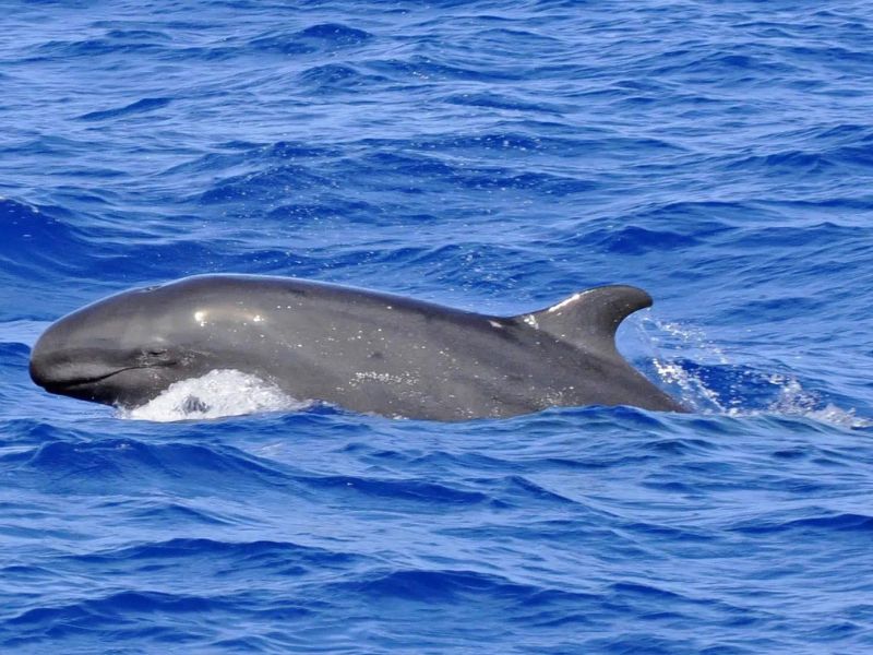 False killer whale dolphin