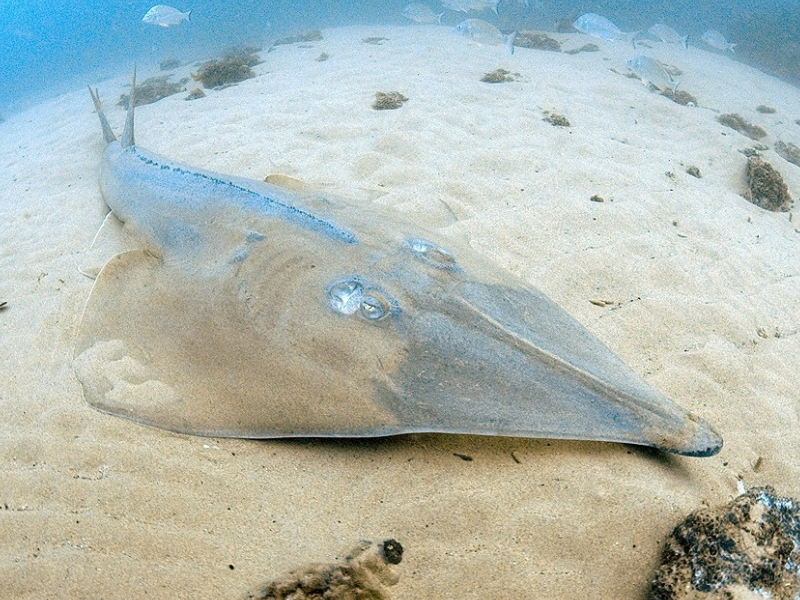 Giant Reef Ray (Glaucostegus typus)