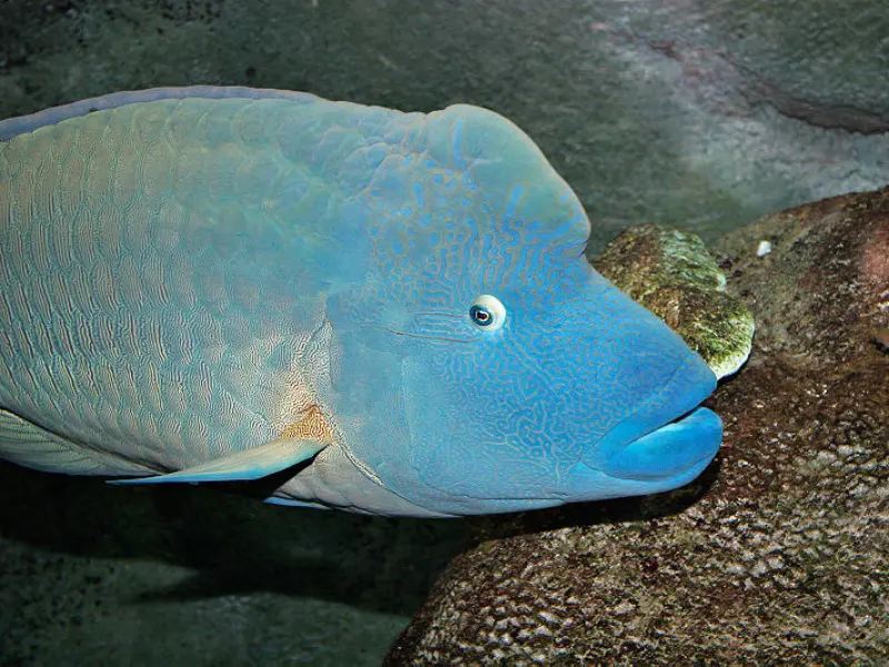 HUMPHEAD WRASSE