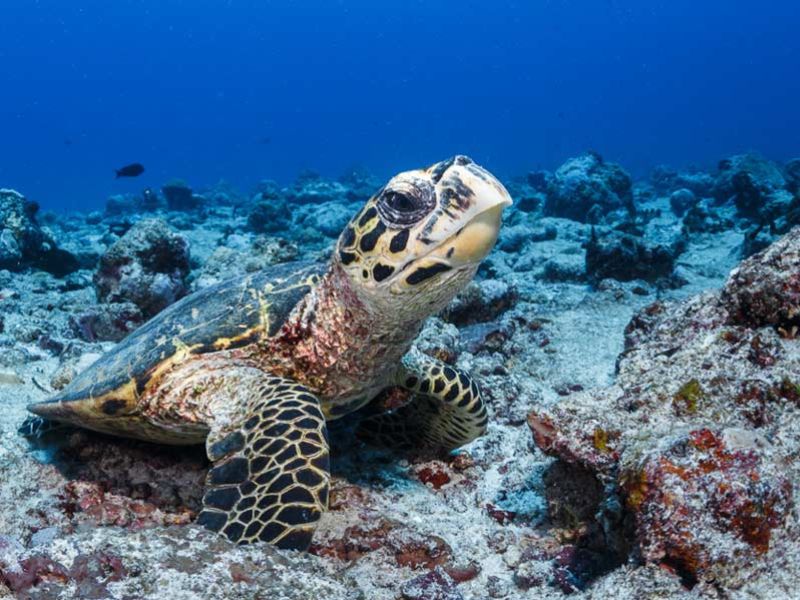 Hawksbill turtle