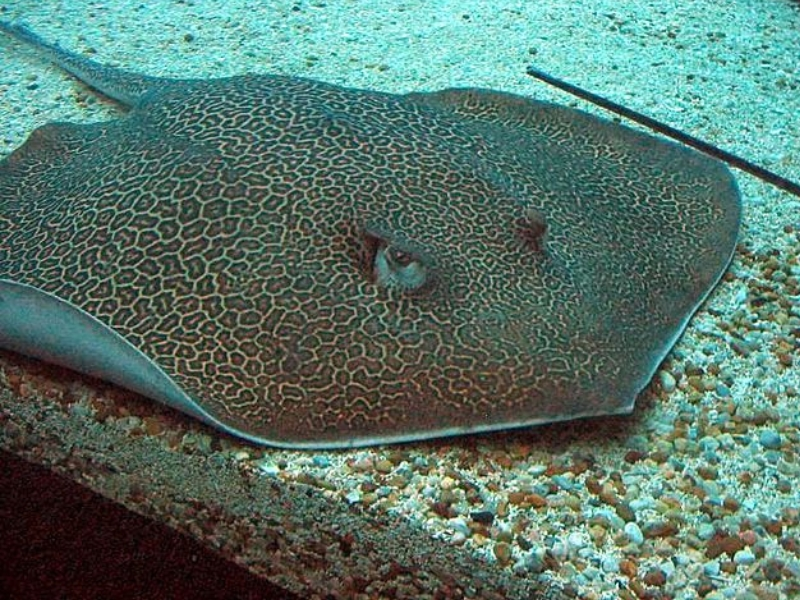 Honeycomb Stingray (Himantura uarnak)