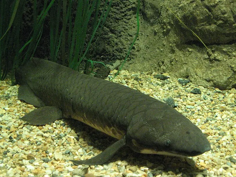 LUNGFISH