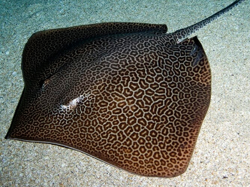 Leopard Whipray Himantura leoparda