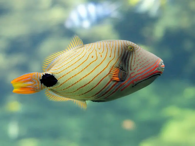 ORANGE-LINE TRIGGERFISH