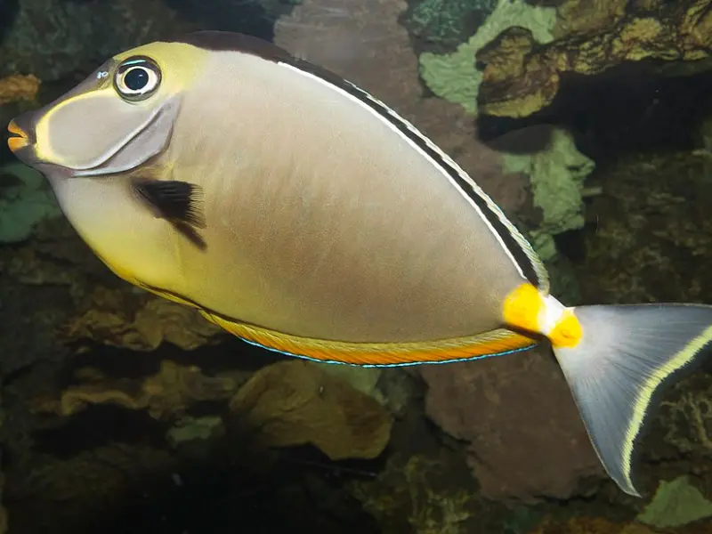 ORANGESPINE UNICORNFISH