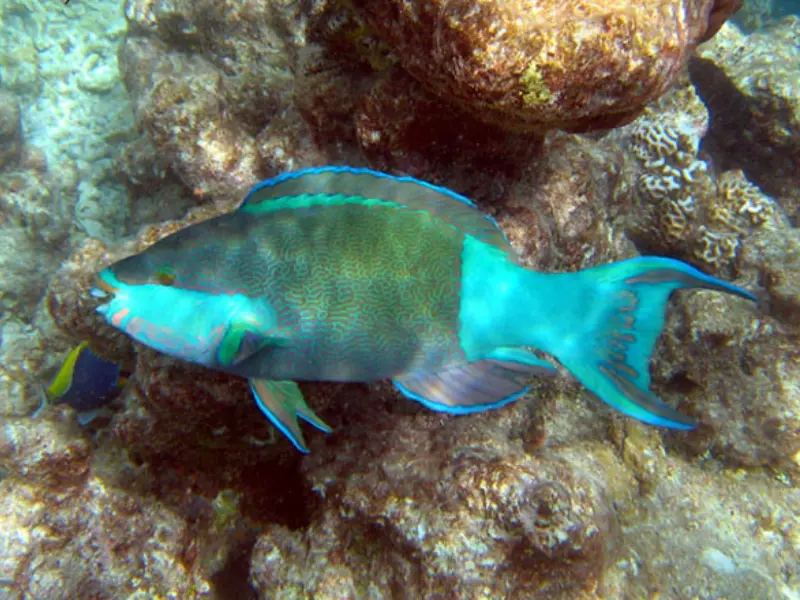 PARROT FISH