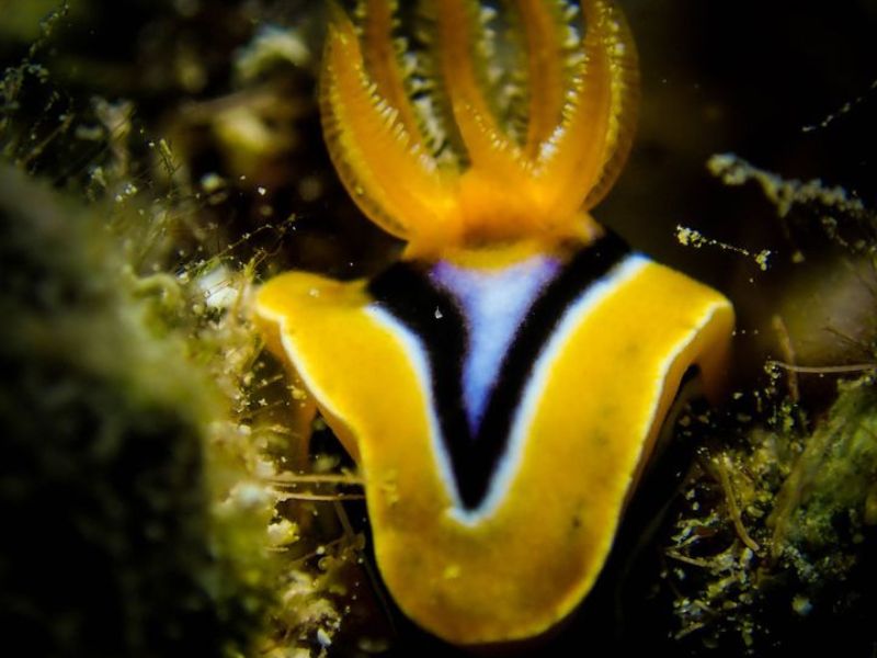 Pyjama Nudibranch