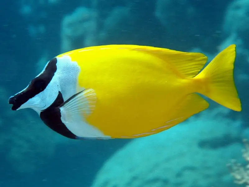 RABBITFISH