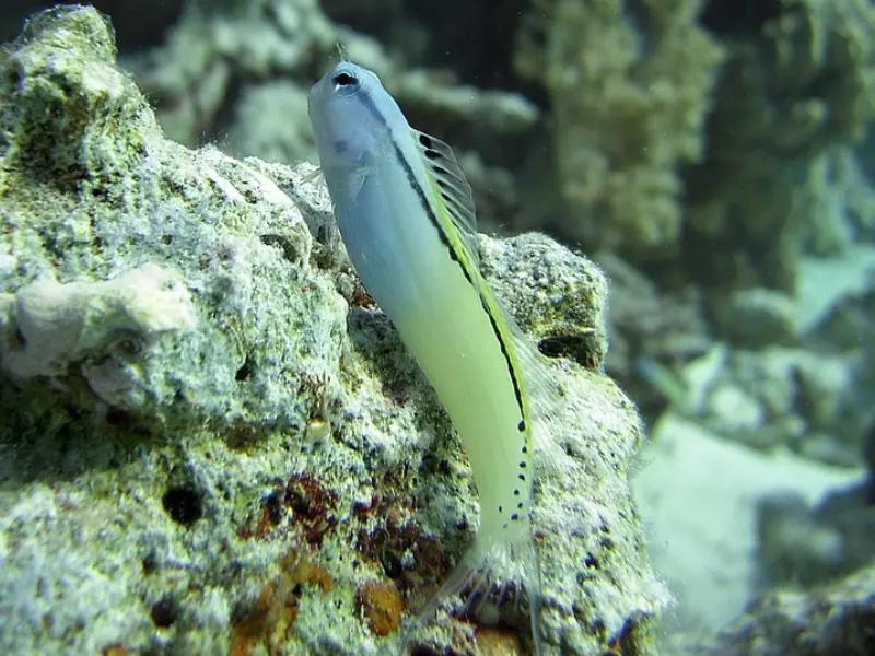 MIMIC BLENNY