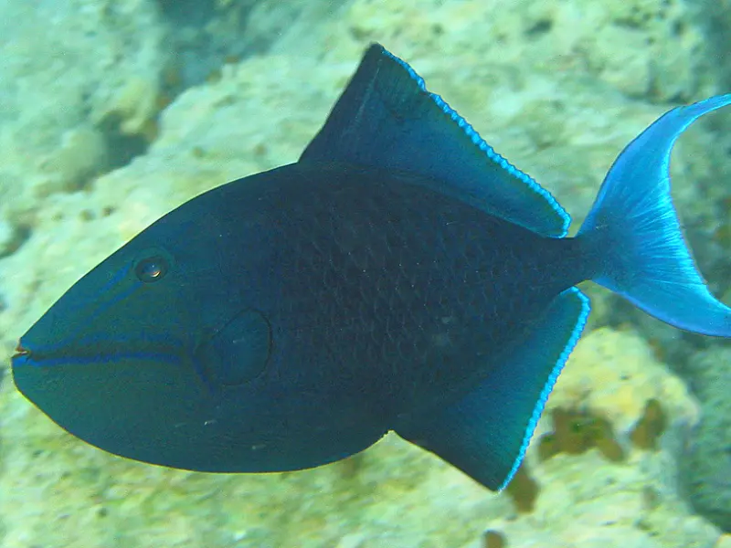 Redtooth Triggerfish