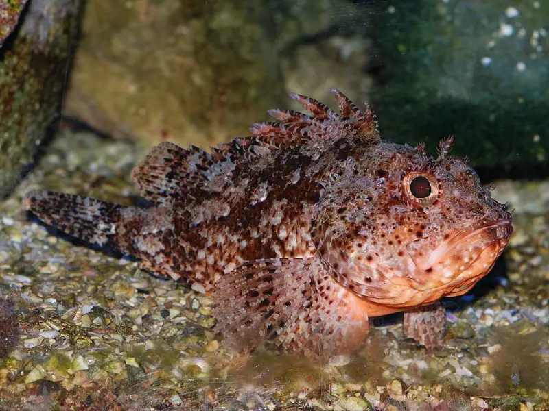 SPOTTED SCORPIONFISH
