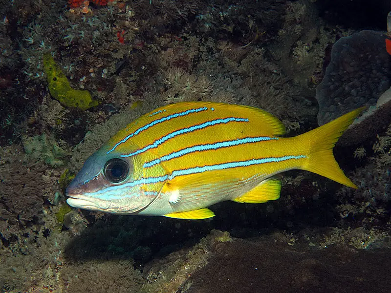 STRIPED SNAPPER