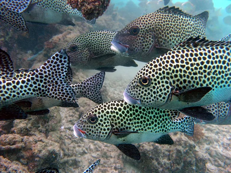 SWEETLIPS