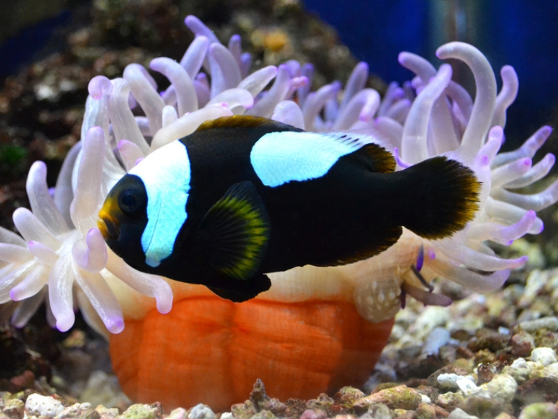 Saddled Clownfish