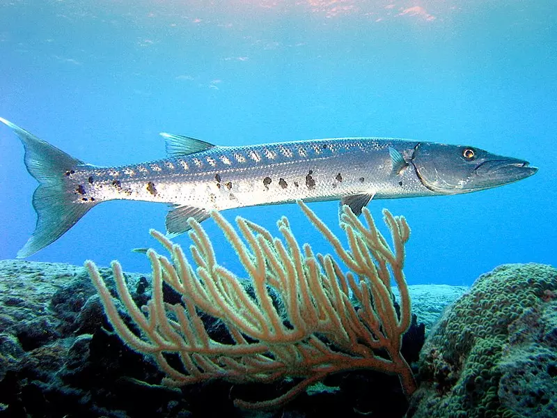 The Great Barracuda