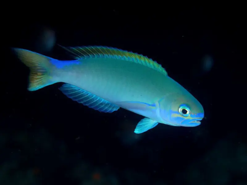 TileFish