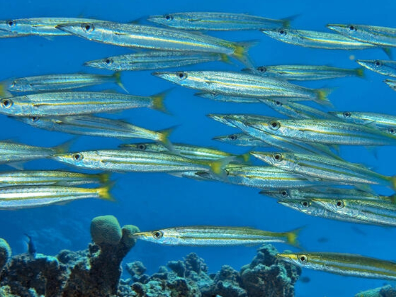 Yellowtail Barracuda (Sphyraena flavicauda)