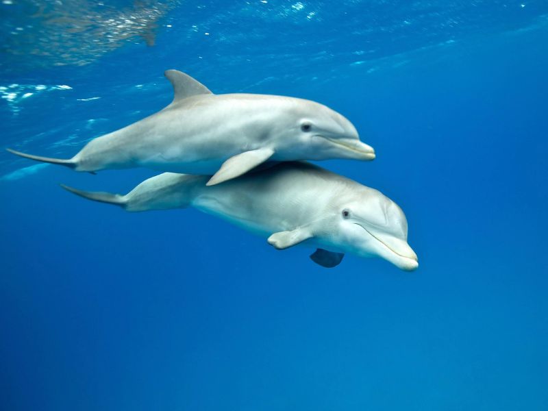 bottlenose dolphin