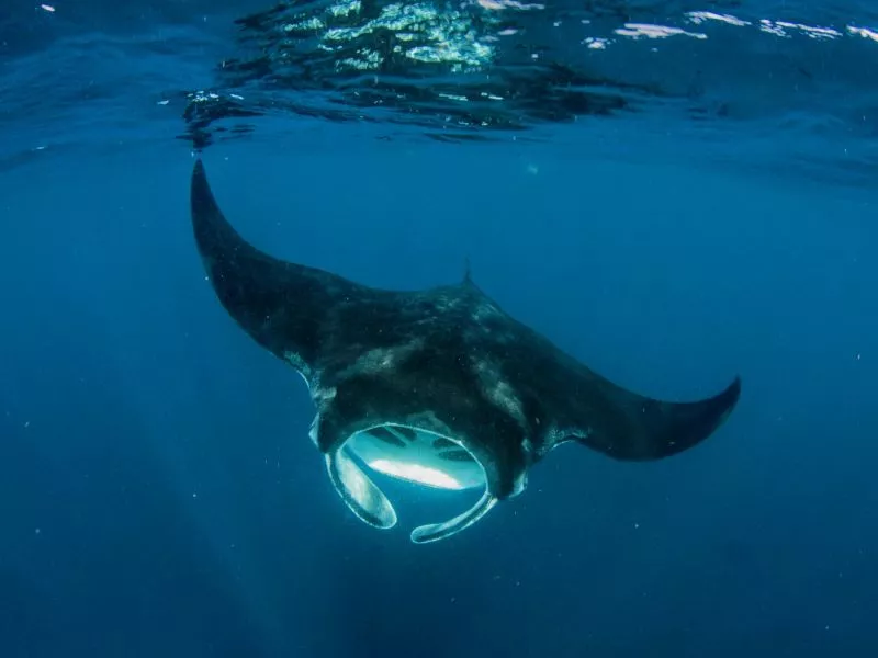 Manta Ray (Manta alfredi)