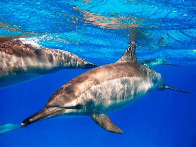 red sea dolphin