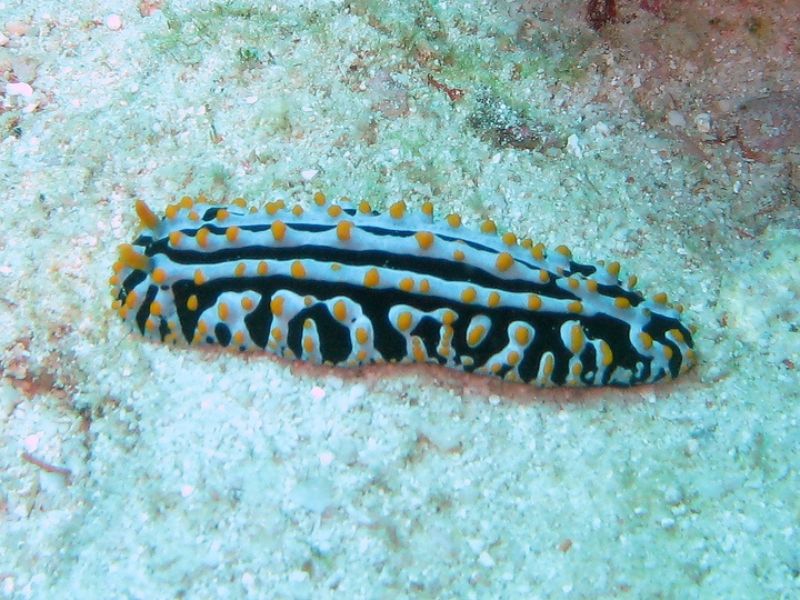 varicose wart slug