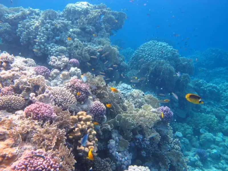 Ras Ghamila Reef