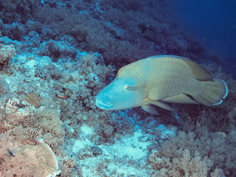 Abu Nogar Reef