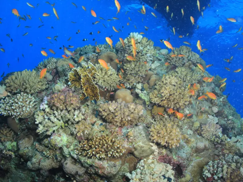 Carless Reef