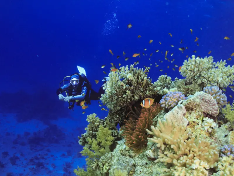 Erg Somaya Reef