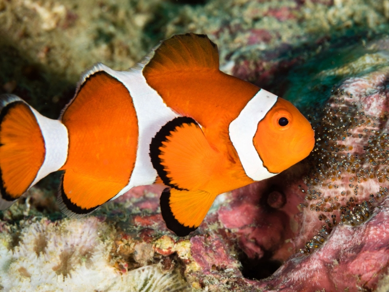 FALSE PERCULA CLOWNFISH